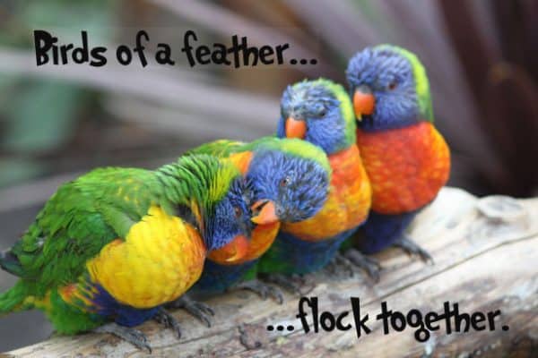 birds of a feather flock together