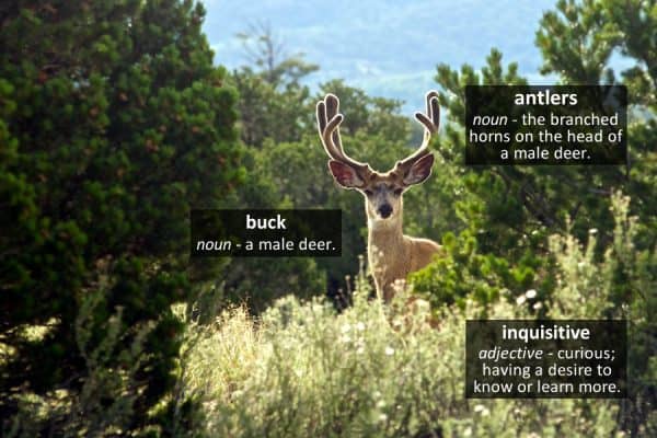deer vocabulary