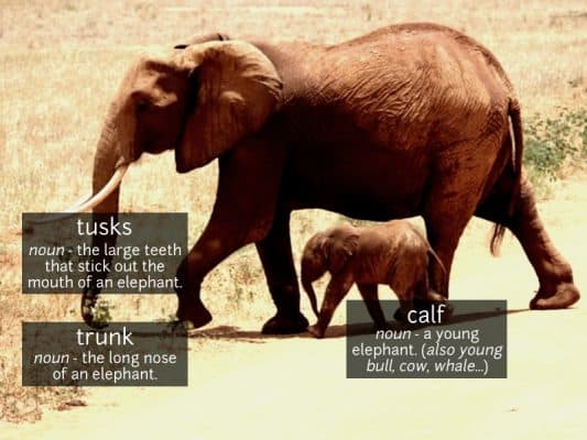 Elephant with trunk and tusks walking beside a young calf