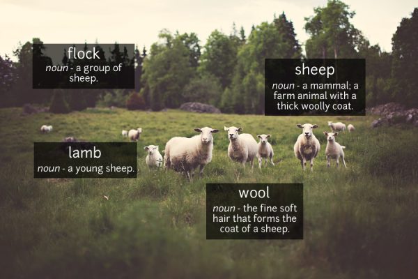 sheep vocabulary