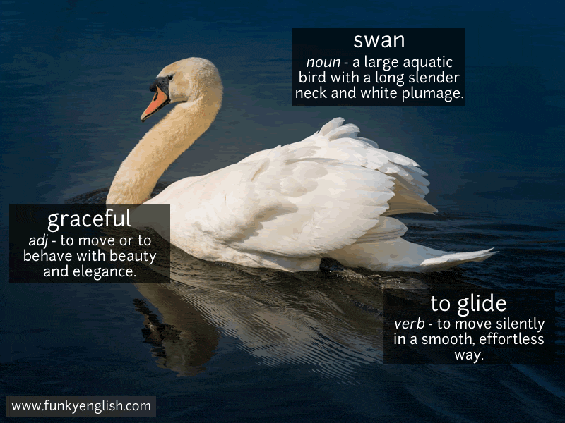 Photo vocabulary: a white swan gliding on dark water, labelled swan, graceful and to glide.