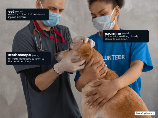 Photo of a vet examining a dog's ear, labelled with the English words vet, stethoscope, and examine