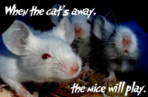 Proverb – When the cat’s away, the mice will play.